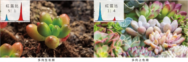 多肉的紅藍光（guāng）配比