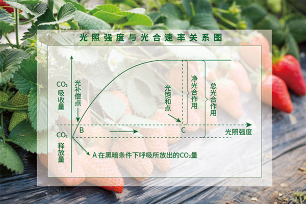 光照度與光合速率關係圖
