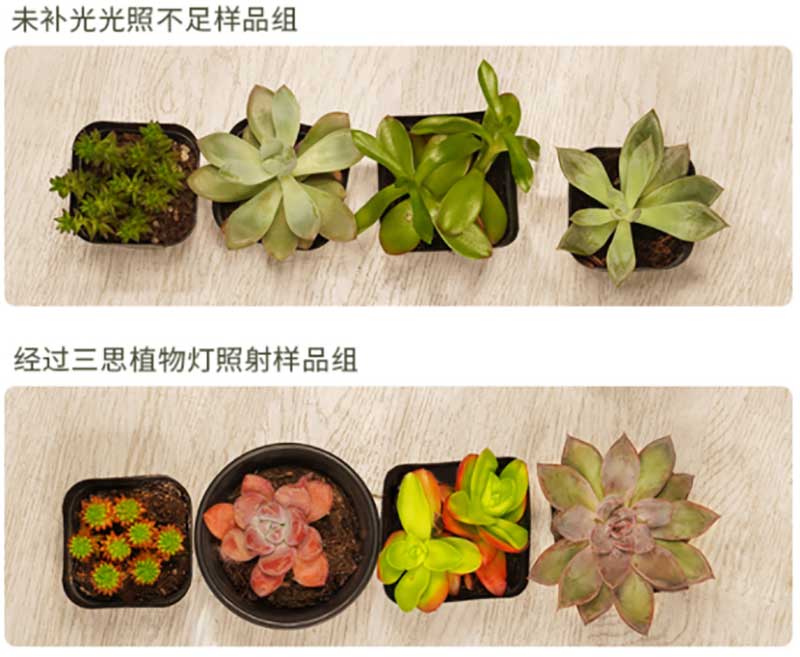 上海91福利视频网