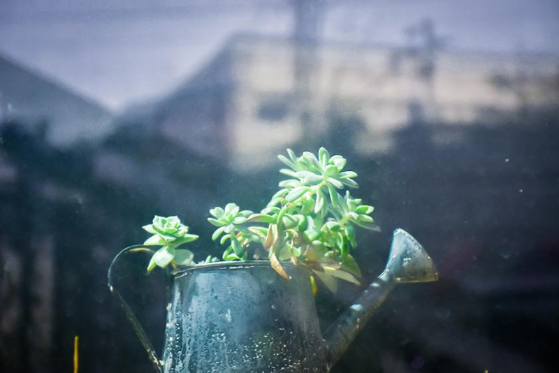 植（zhí）物生長燈