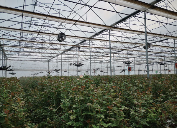 雲南某玫瑰花種植基地