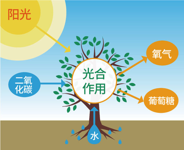 光合作（zuò）用
